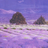 ay9234b Large Lavender Mountain 3D Window Scene View Removable Wall Sticker Decal