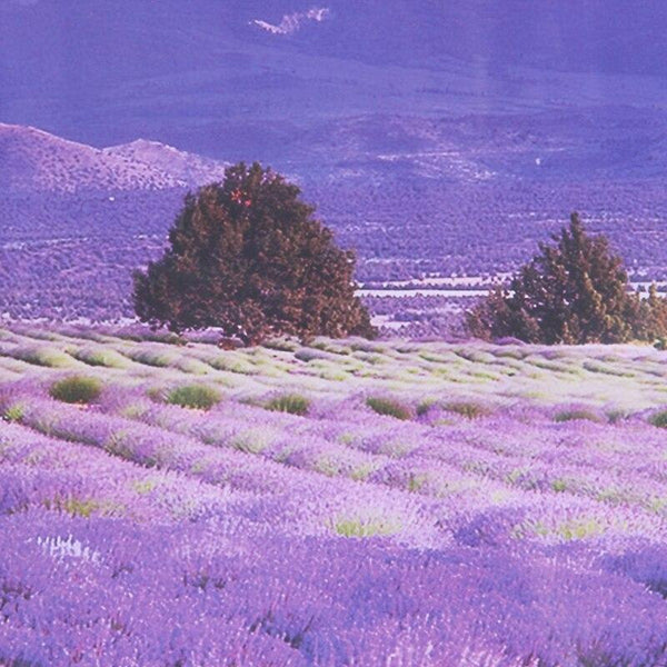 ay9234b Large Lavender Mountain 3D Window Scene View Removable Wall Sticker Decal