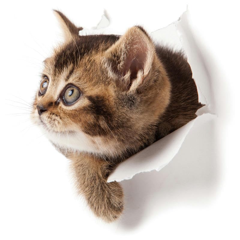 Cortina Dark Cat Black Art Theme Wall Sticker